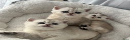 Scottish Fold cats for sale: Adorable Blue-Eyed Scottish Fold Kittens - Advert 5