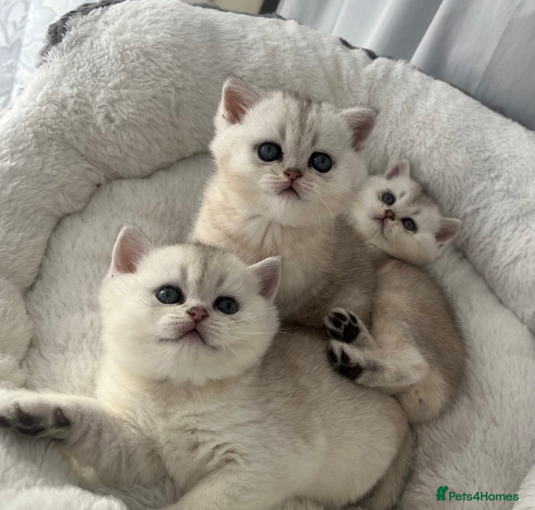 Scottish Fold cats for sale: Adorable Blue-Eyed Scottish Fold Kittens - Advert 5