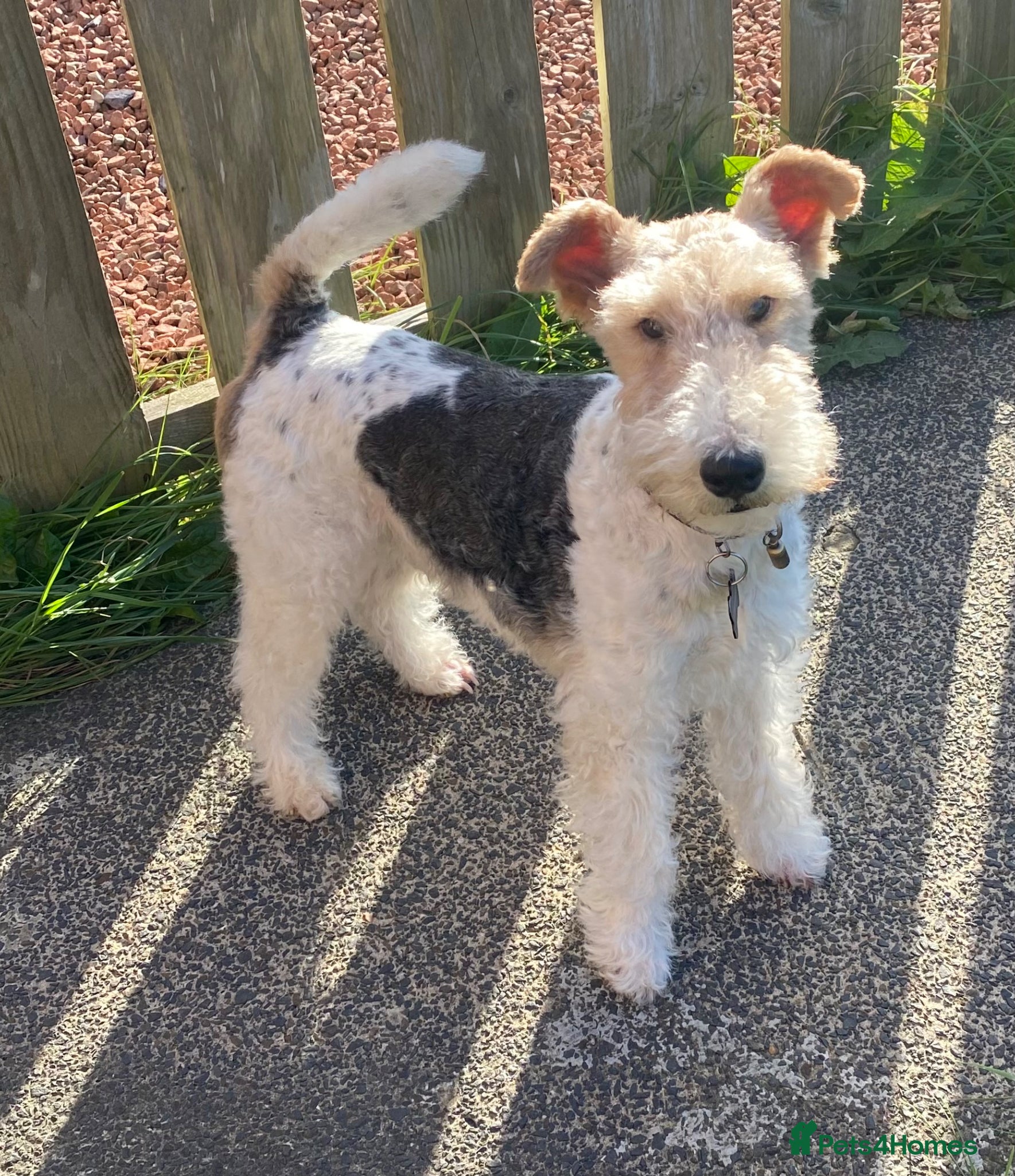 Fox Terrier dogs Wire haired fox terrier for stud  - Advert 1