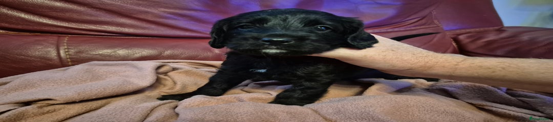 Mixed Breed Puppy 4