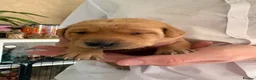 Labrador Retriever dogs for sale: Beautiful Labrador retriever puppies for sale - Advert 16
