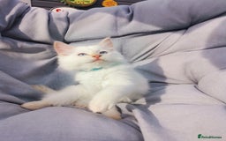 Ragdoll cats for sale: 2 left Pure Health tested huge ragdoll kittens  - Image 3