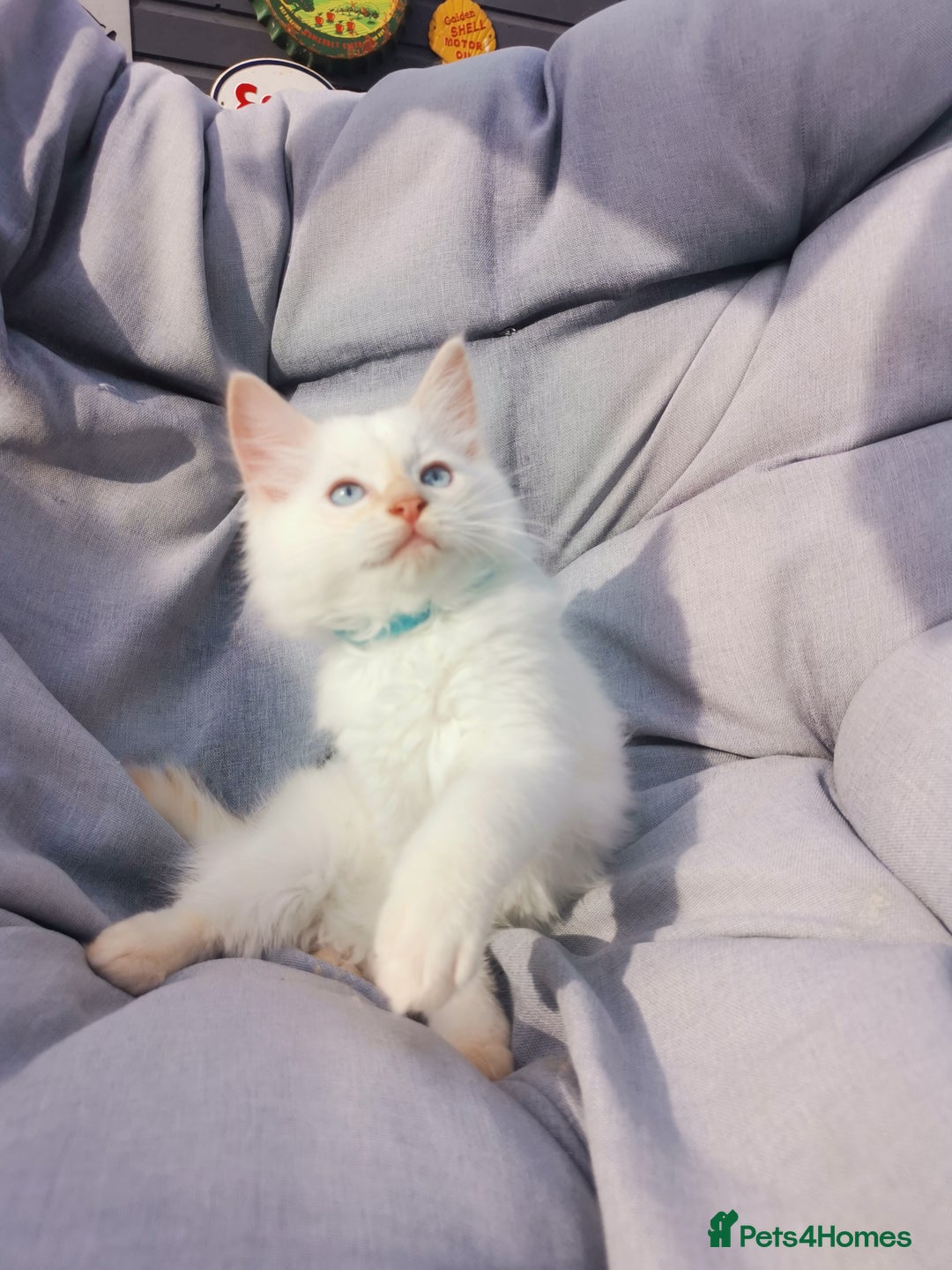 Ragdoll cats for sale: 2 left Pure Health tested huge ragdoll kittens  - Image 3