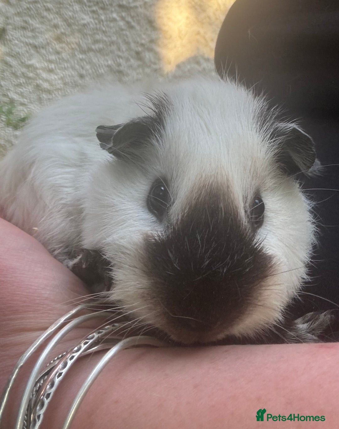 Guinea Pig rodents for sale: Californian x Guinea pigs in Whitland - Image 6