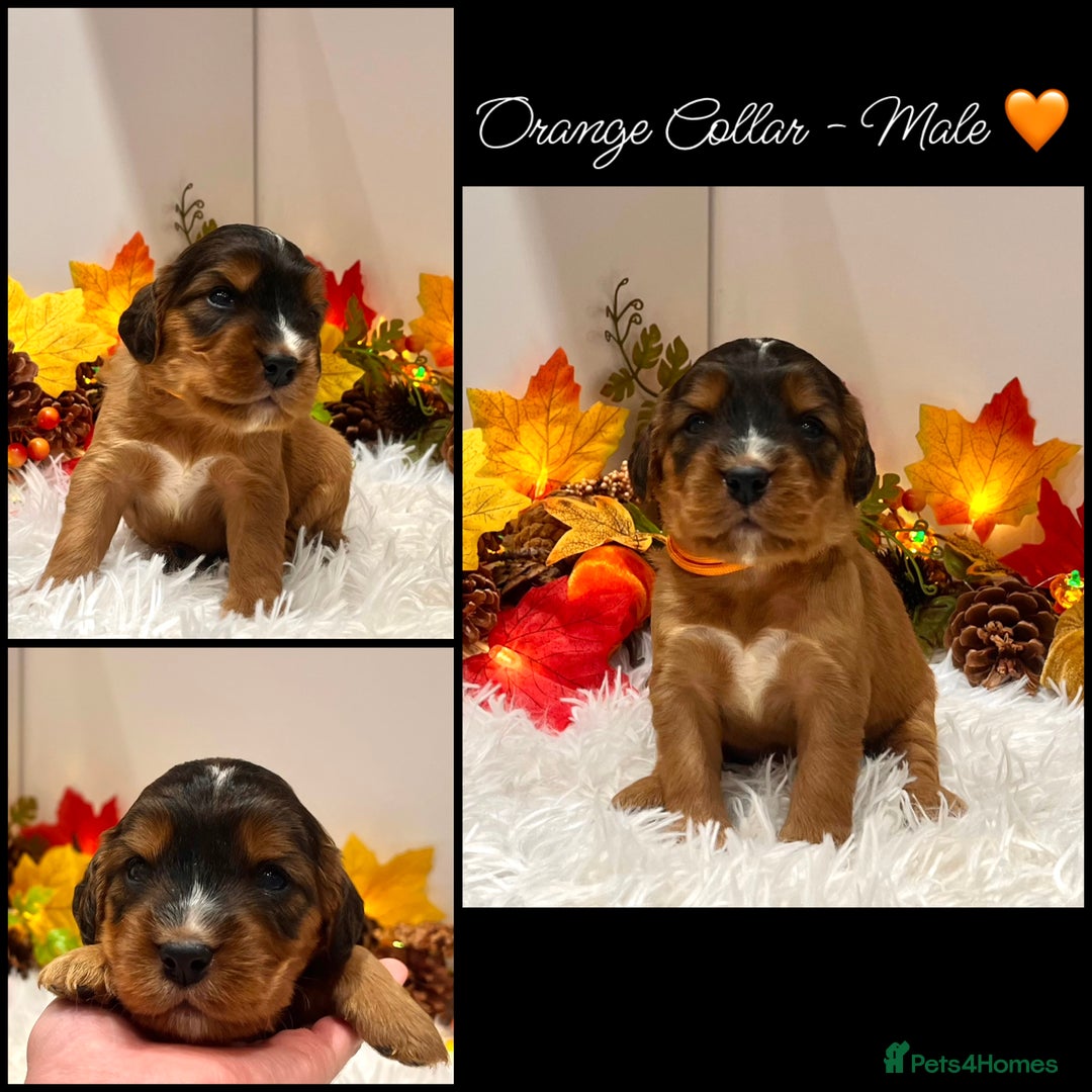 Cockapoo dogs for sale: 🌟Rare Red Sable F1B Mini Cockapoo’s🌟 DNA CLEAR ✅ - Image 11