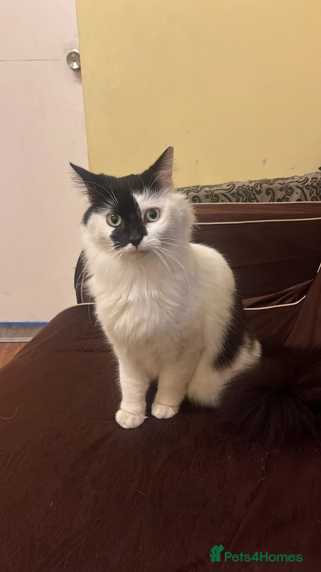 Mixed Breed cats for sale: Gorgeous female cat spayed for sale - Advert 1