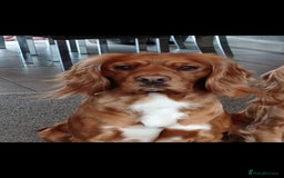 Cocker Spaniel dogs for sale: Kc registered cocker spaniel puppies - Image 30