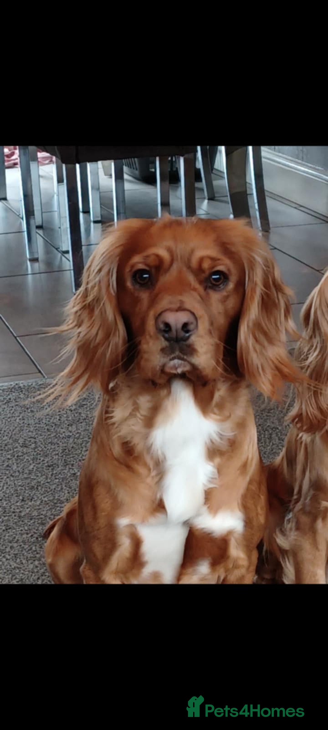 Cocker Spaniel dogs for sale: Kc registered cocker spaniel puppies - Image 30