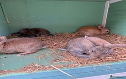 Rex rabbits for sale: Rex cross Mini Lop  - Image 17