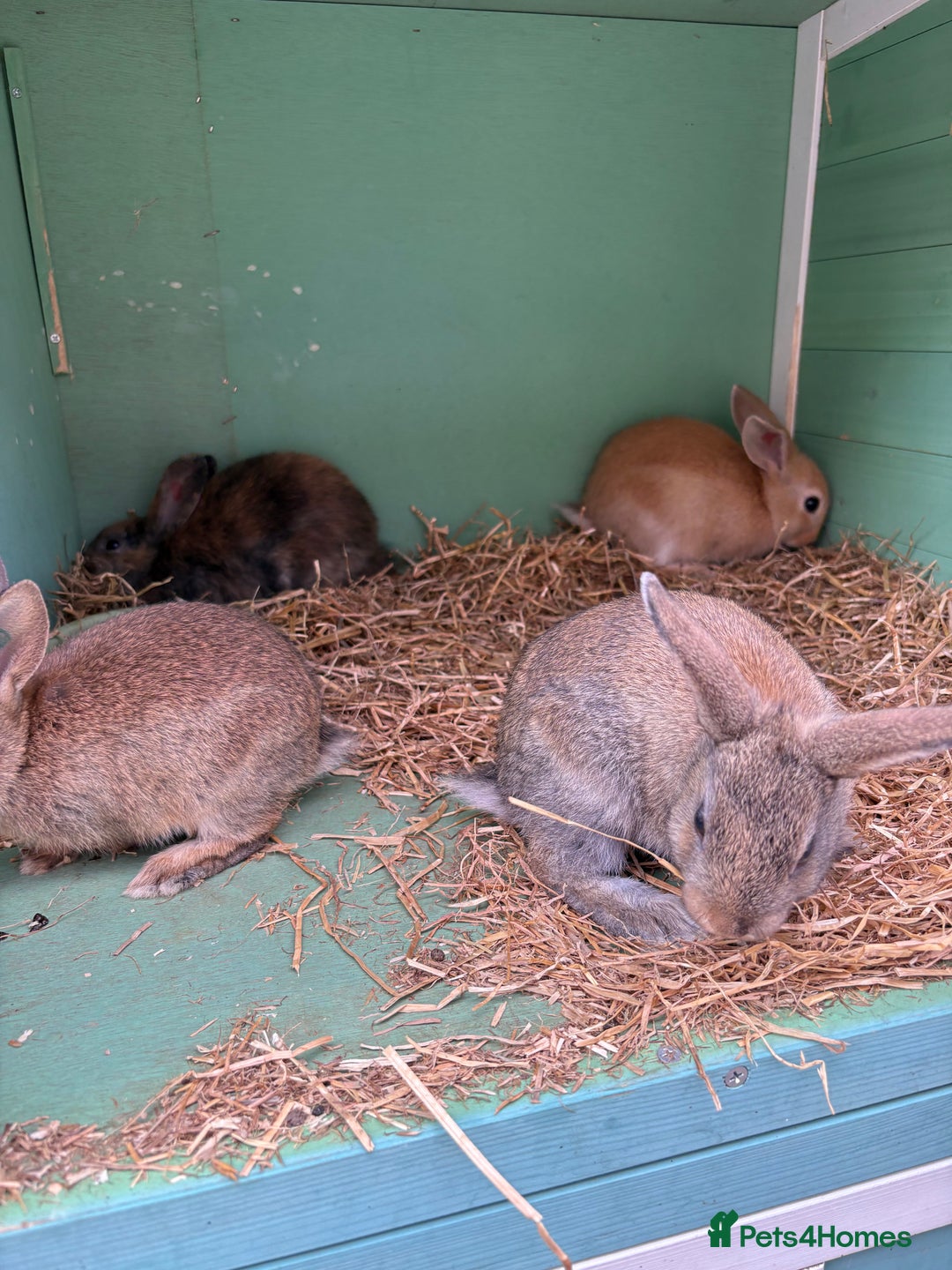 Rex rabbits for sale: Rex cross Mini Lop  - Image 17