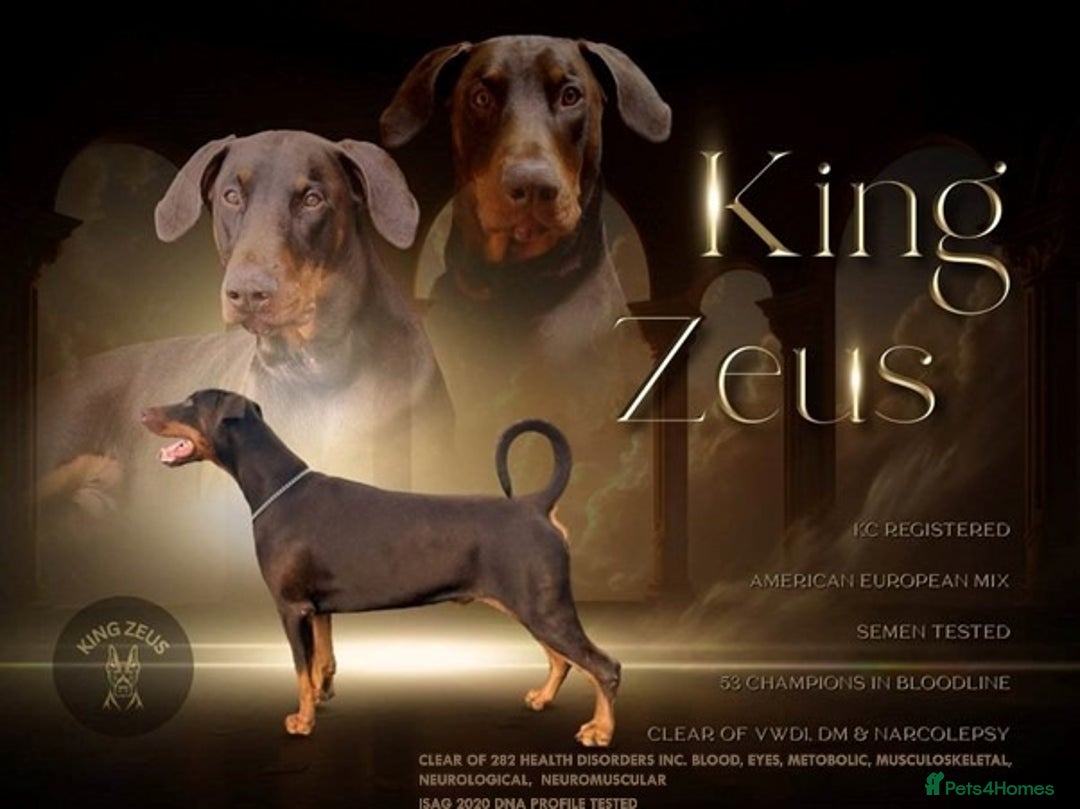 Dobermann dogs for stud: King Zeus-Ready for Stud in West Wickham - Image 5