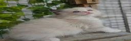 Ragdoll cats for sale: 💓please read🩵🏆European Champion lines 💫Tica - Advert 22