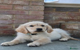 Golden Retriever dogs for sale: Golden retriever  - Image 14