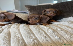 Miniature Dachshund dogs for sale: READY TO LEAVE NOW - Image 7
