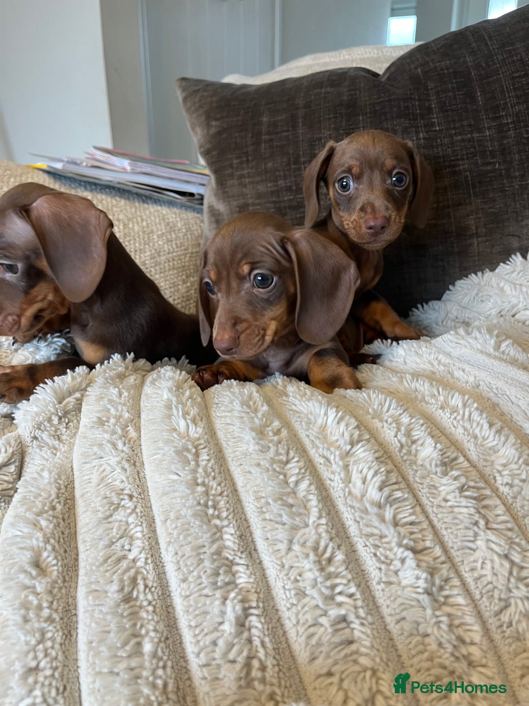 Miniature Dachshund dogs for sale: READY TO LEAVE NOW - Image 7