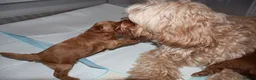 Maltipoo dogs for sale: 🐶 Stunning Brown/Red F1B Maltipoo Puppies ❤️ in Luton - Advert 35