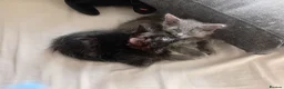 Russian Blue cats for sale: Russian blue Scottish fold mix stunning breed  - Advert 2