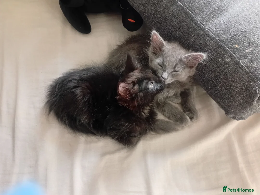 Russian Blue cats for sale: Russian blue Scottish fold mix stunning breed  - Advert 2