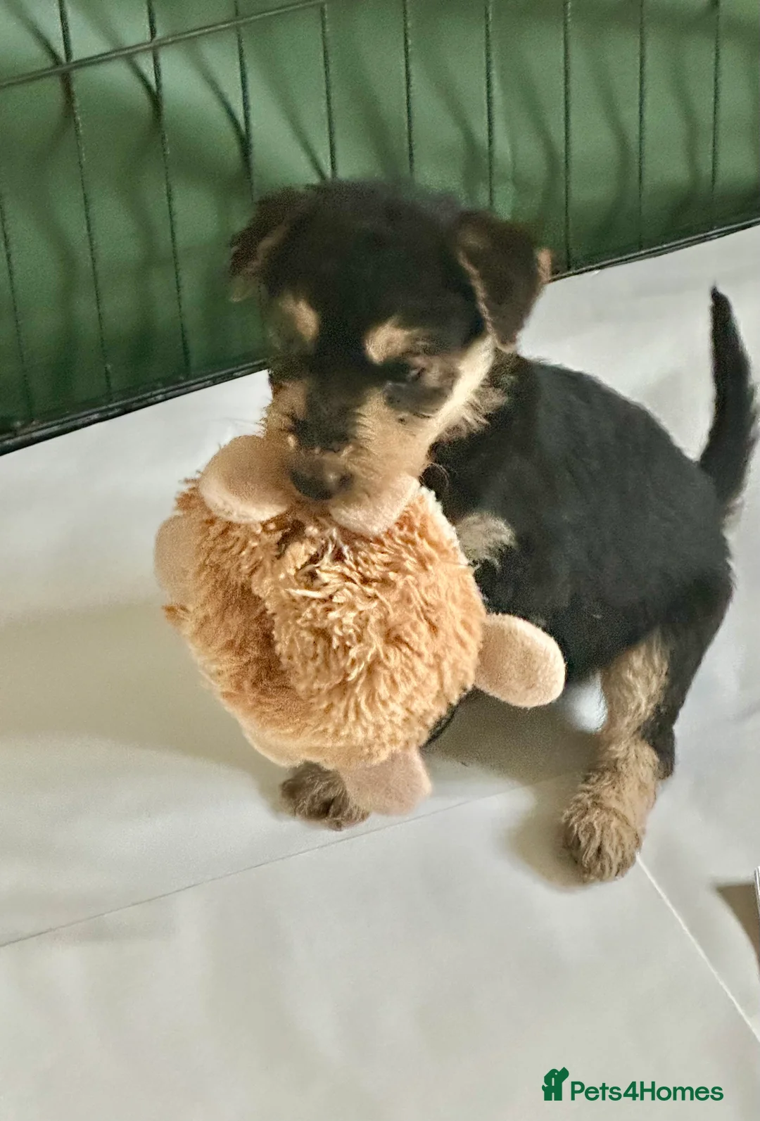 Gallery Image {{count}}