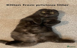 Scottish Fold cats for sale: 5 Full Pedigree Scottish Fold/Straight Kitens - Image 35