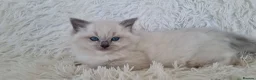 Ragdoll cats for sale: 💕BEAUTIFUL TICA REGISTERED RAGDOLLS KITTENS 💕 - Advert 13