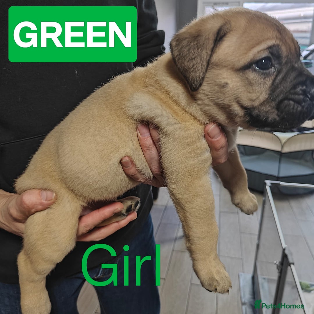 Mixed Breed dogs for sale: Dogue de Bordeaux cross presa canario  - Advert 6