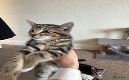 British Longhair cats for sale: Kittens for sale  - Image 8