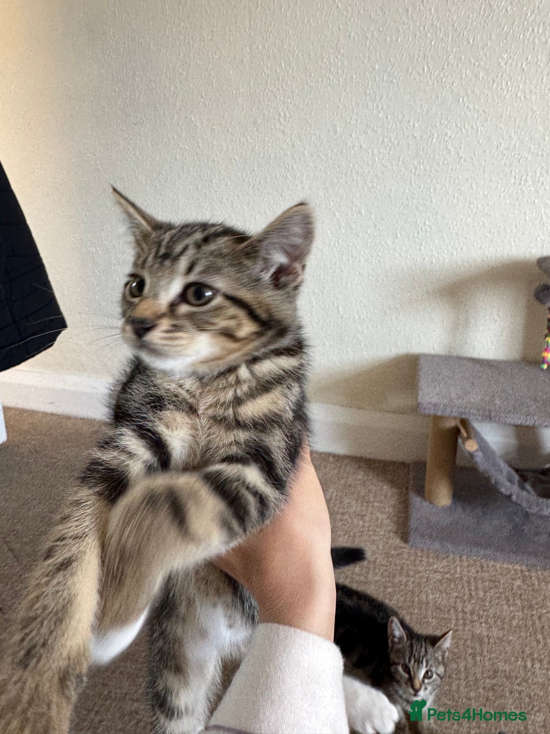 British Longhair cats for sale: Kittens for sale  - Image 8