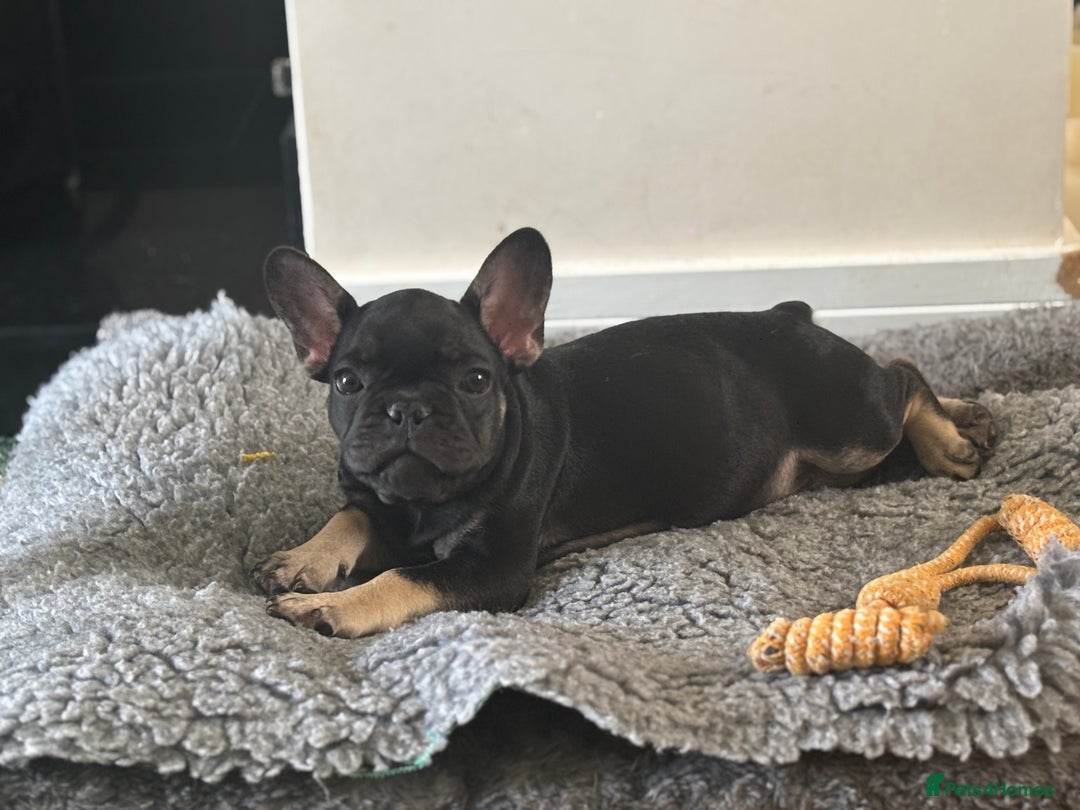 French Bulldog dogs for sale: 🐾 French Bulldog Puppies - Ready to go! 🐾 - Image 4