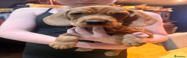 Cocker Spaniel 2
