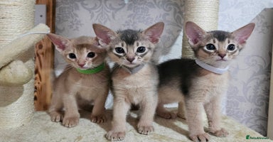 Abyssinian cats - Advert 3