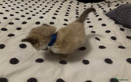 Ragdoll cats for sale: Ragdoll kittens  - Image 17