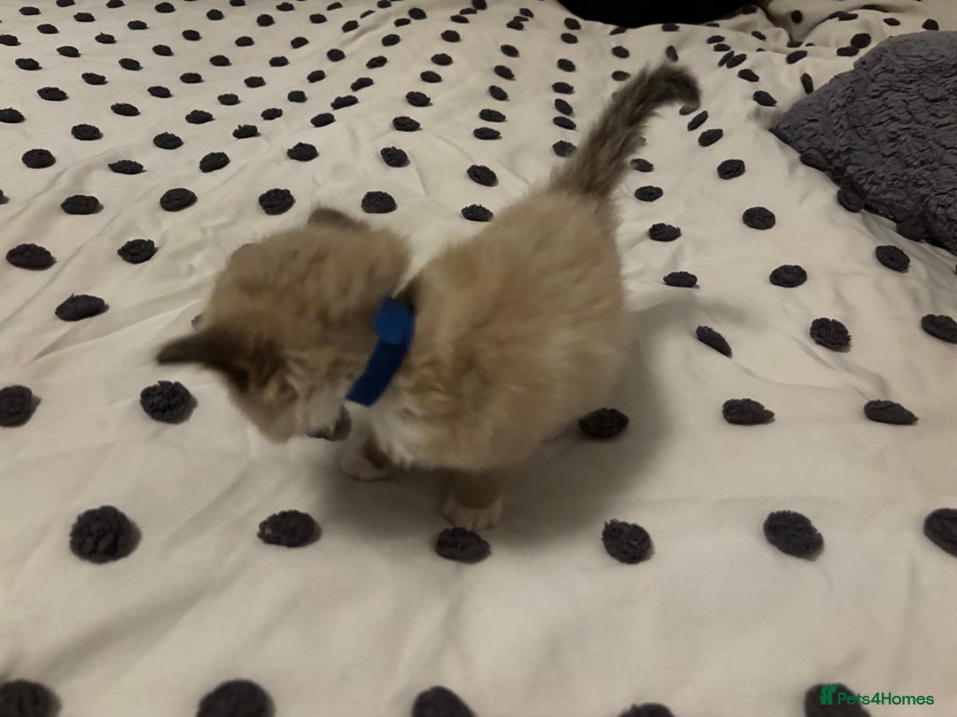 Ragdoll cats for sale: Ragdoll kittens  - Image 17