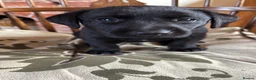 Labrador Retriever dogs for sale: Gordon in Marlborough - Advert 8