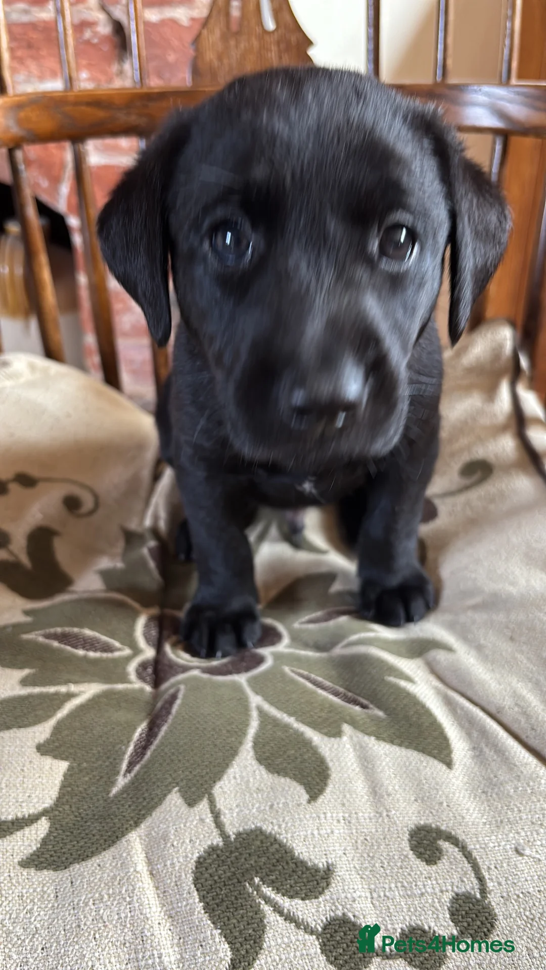 Labrador Retriever dogs for sale: Gordon in Marlborough - Advert 8
