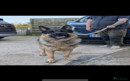 German Shepherd dogs for sale: German shepherd puppies  - Image 2