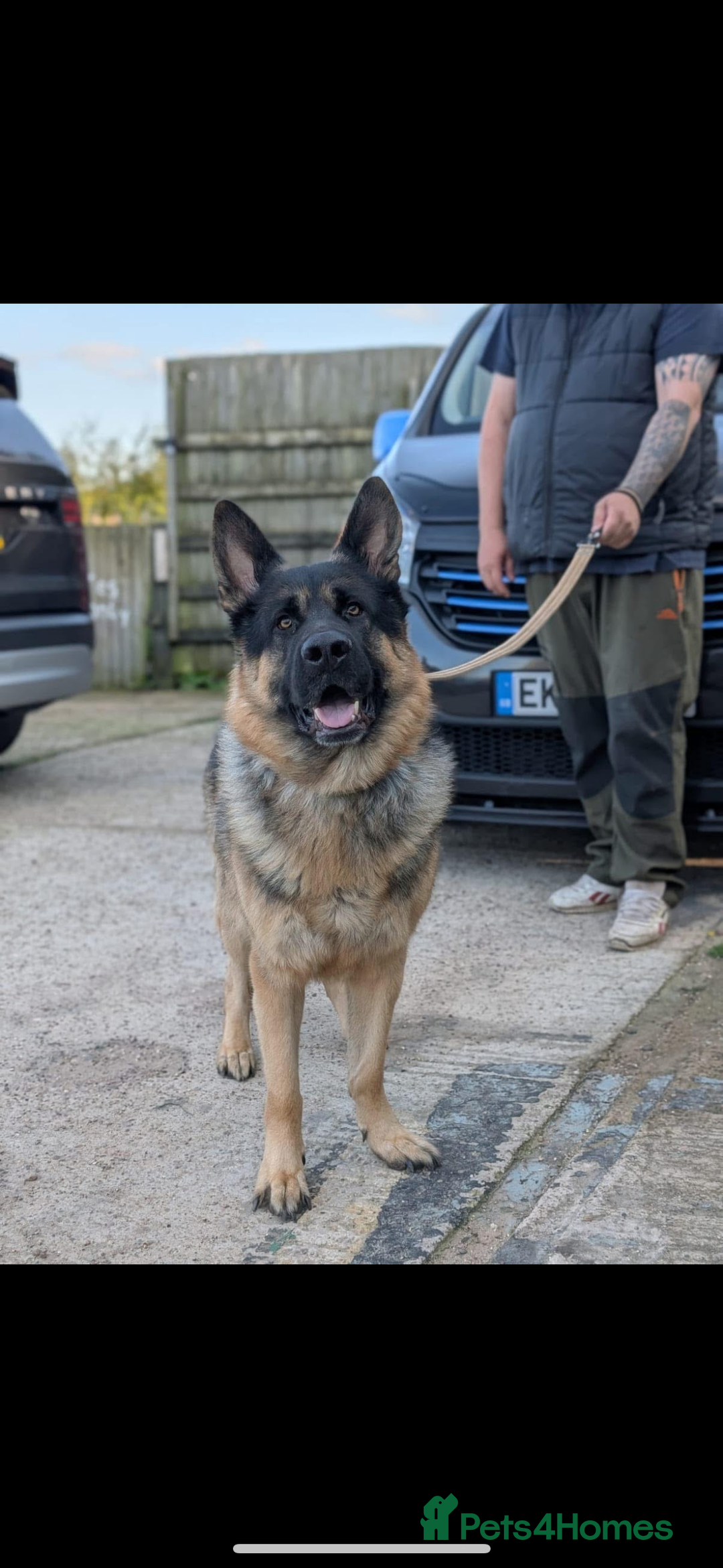 German Shepherd dogs for sale: German shepherd puppies  - Image 2