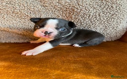 Boston Terrier dogs for sale: 🐾 Adorable Wildax Puppies! 🐾 - Image 6