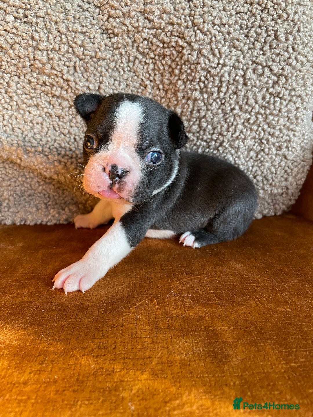 Boston Terrier dogs for sale: 🐾 Adorable Wildax Puppies! 🐾 - Image 6