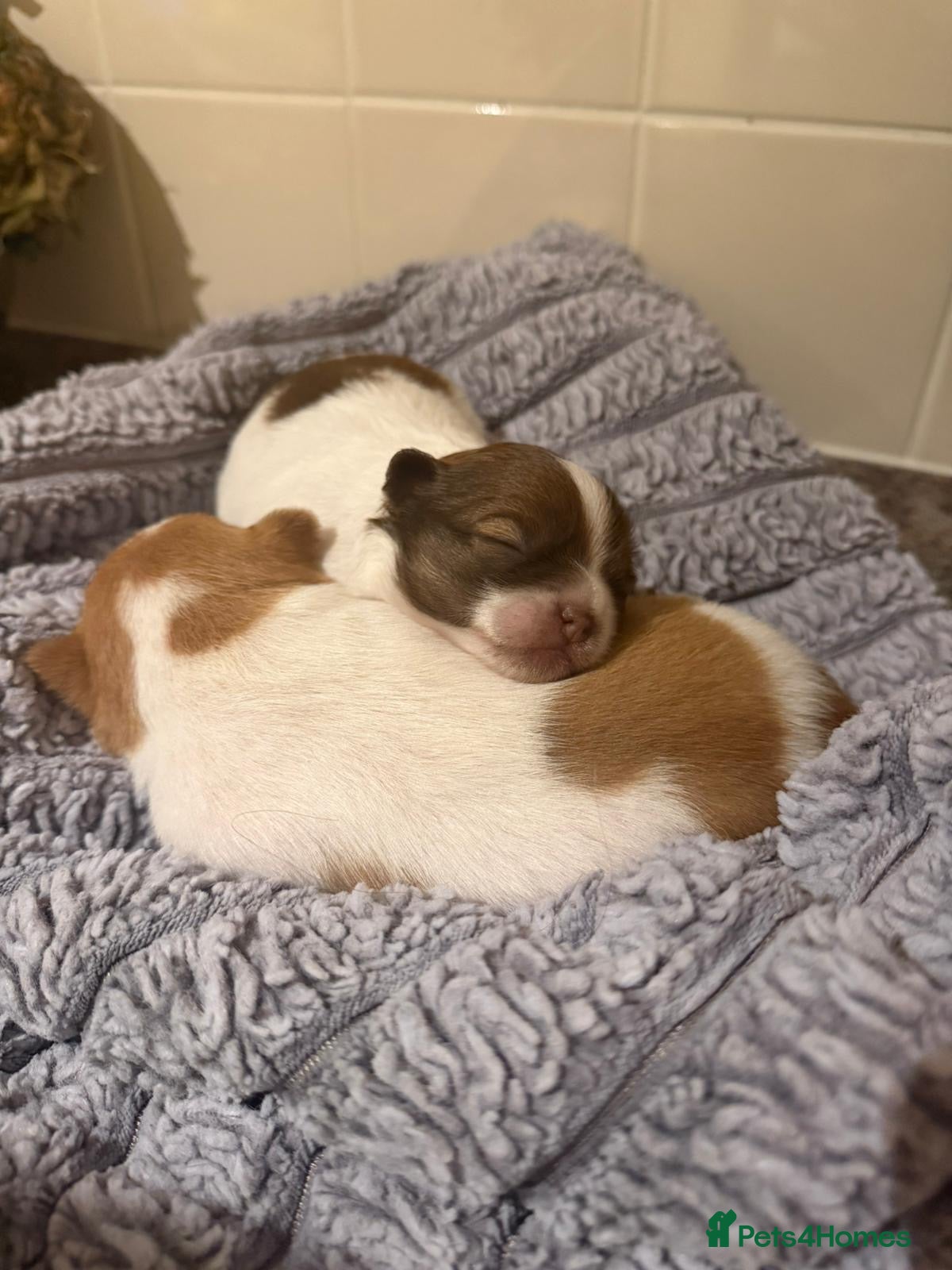 Chihuahua dogs Chihuahua pups  - Advert 14