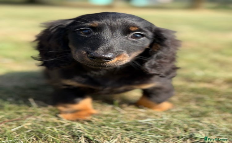 Miniature Dachshund dogs - Advert 8