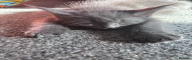 Maine Coon 1