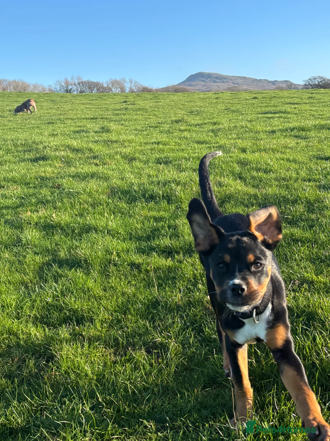 Mixed Breed dogs for sale: Box across Rottweiler 6months old  - Advert 5