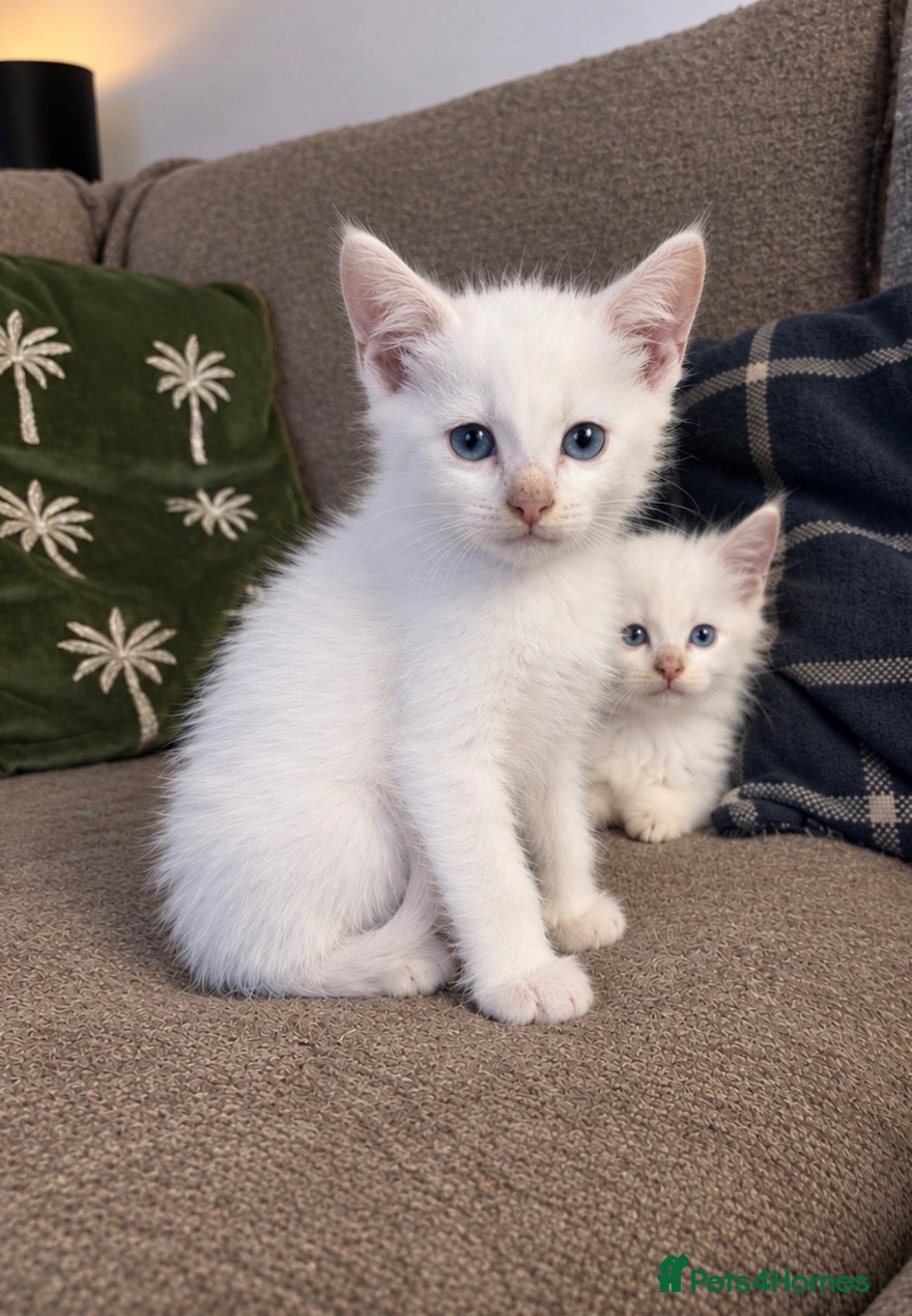 Mixed Breed cats Beautiful Siamese cross ragdoll kittens - Advert 12