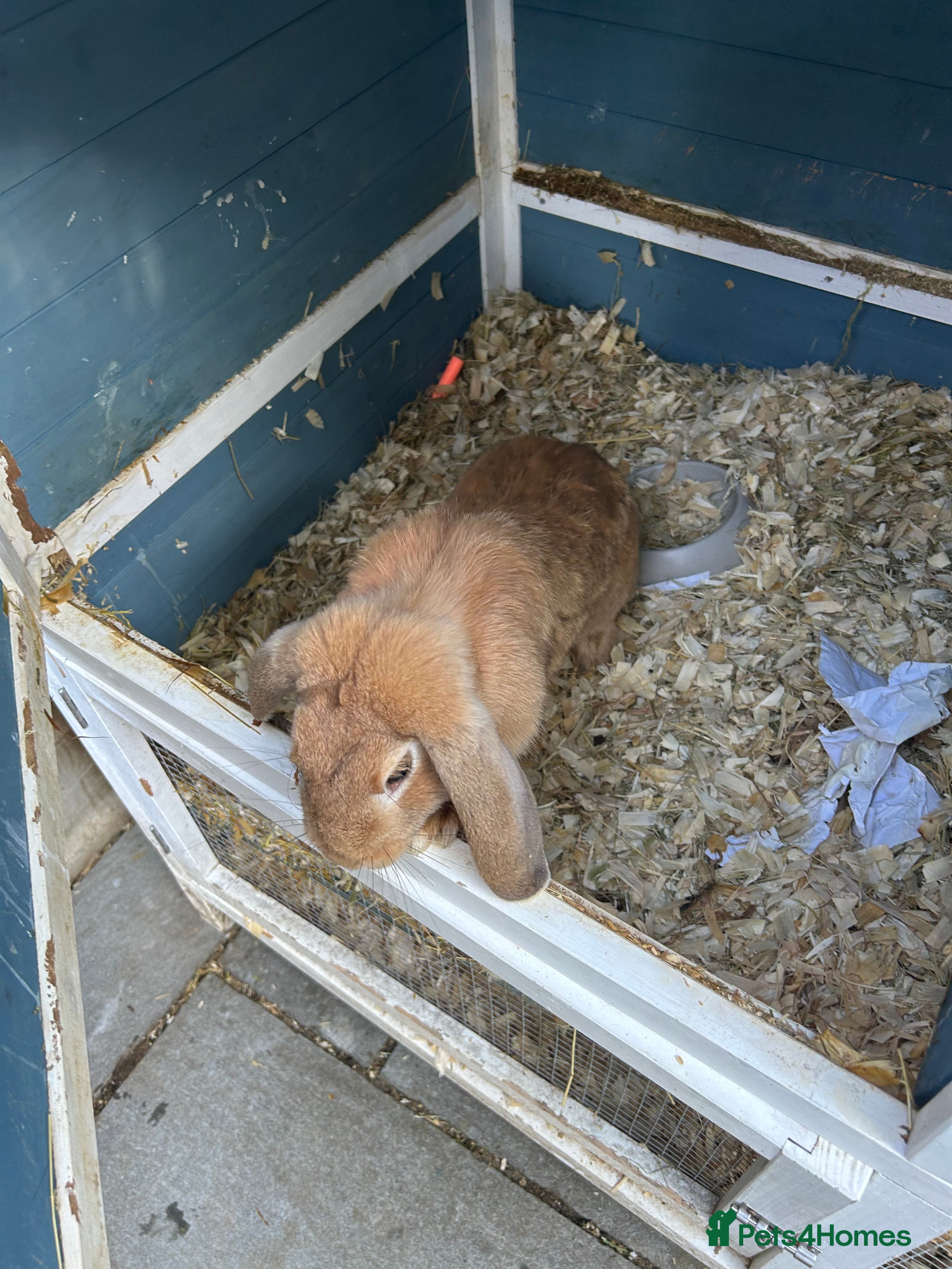 Mixed Breed rabbits Female rabbits - Advert 14