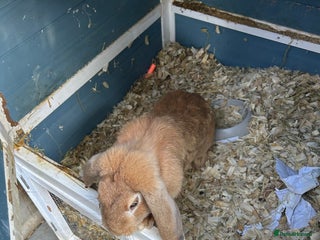 Mixed Breed rabbits - Advert 13