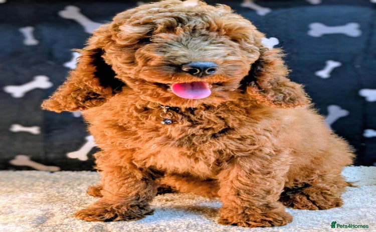 Miniature Poodle dogs - Advert 9