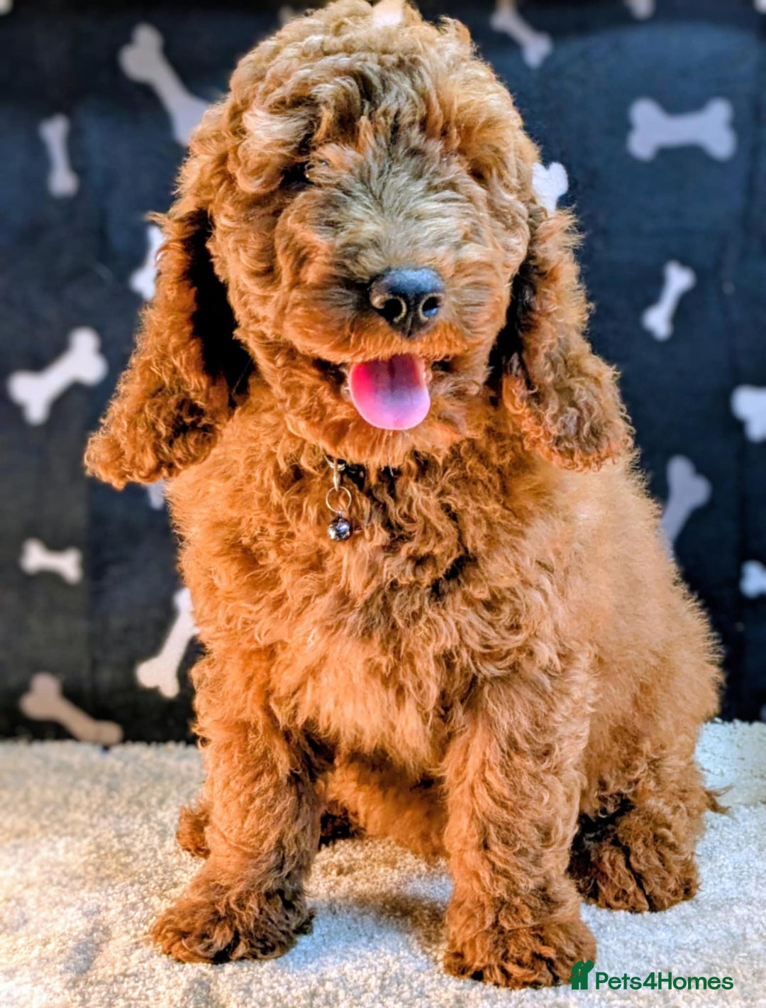 Miniature Poodle dogs for sale: Miniature Poodle Puppies for Sale! - Image 1