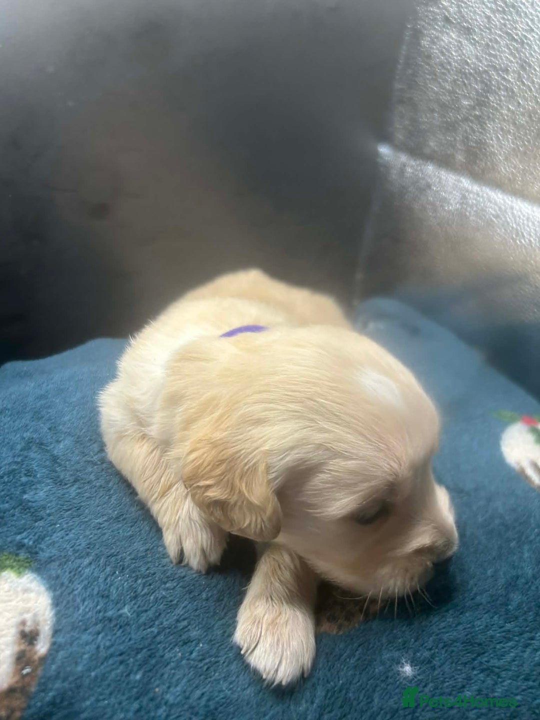 Golden Retriever dogs for sale: Stunning Golden Retrievers. 4 Boys / 4 Girls - Advert 29