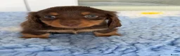 Miniature Dachshund dogs for sale: Kc Kaninchen dachshund weeny weeny  - Advert 14